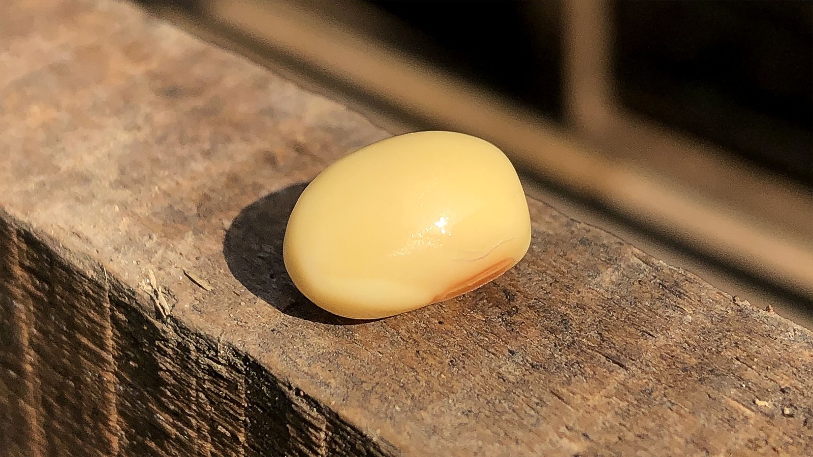 Soybean Wishes It Could Just Be A Soybean And Have That Be Enough